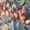 Fotografia 4 da espécie Welwitschia mirabilis do Jardim Botânico UTAD