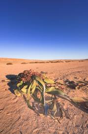 Fotografia da espécie Welwitschia mirabilis