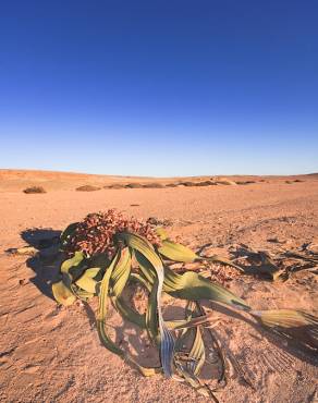 Fotografia 5 da espécie Welwitschia mirabilis no Jardim Botânico UTAD