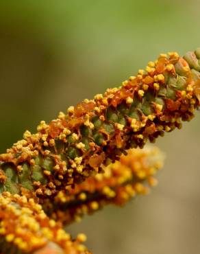 Fotografia 6 da espécie Welwitschia mirabilis no Jardim Botânico UTAD