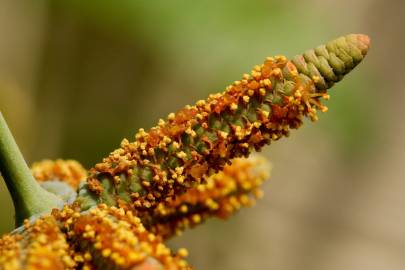 Fotografia da espécie Welwitschia mirabilis