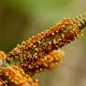 Fotografia 6 da espécie Welwitschia mirabilis do Jardim Botânico UTAD