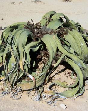 Fotografia 7 da espécie Welwitschia mirabilis no Jardim Botânico UTAD