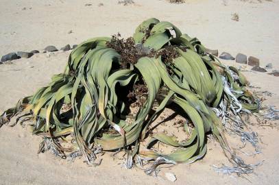 Fotografia da espécie Welwitschia mirabilis