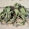 Fotografia 7 da espécie Welwitschia mirabilis do Jardim Botânico UTAD