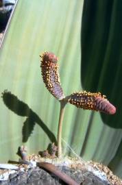 Fotografia da espécie Welwitschia mirabilis