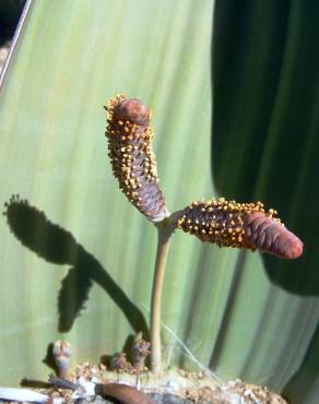 Fotografia 8 da espécie Welwitschia mirabilis no Jardim Botânico UTAD