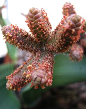 Fotografia 9 da espécie Welwitschia mirabilis no Jardim Botânico UTAD