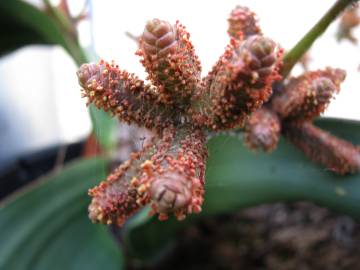 Fotografia da espécie Welwitschia mirabilis