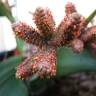 Fotografia 9 da espécie Welwitschia mirabilis do Jardim Botânico UTAD