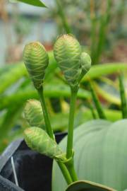 Fotografia da espécie Welwitschia mirabilis