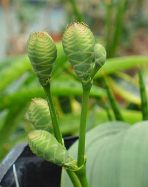 Fotografia 10 da espécie Welwitschia mirabilis no Jardim Botânico UTAD