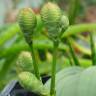 Fotografia 10 da espécie Welwitschia mirabilis do Jardim Botânico UTAD