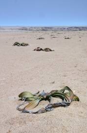 Fotografia da espécie Welwitschia mirabilis