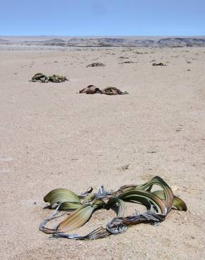 Fotografia 11 da espécie Welwitschia mirabilis no Jardim Botânico UTAD