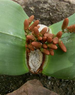 Fotografia 12 da espécie Welwitschia mirabilis no Jardim Botânico UTAD