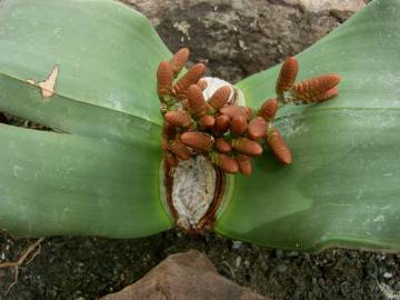 Fotografia da espécie Welwitschia mirabilis