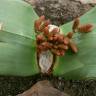 Fotografia 12 da espécie Welwitschia mirabilis do Jardim Botânico UTAD