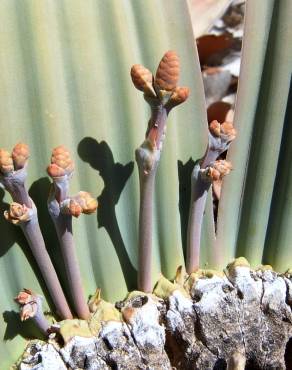 Fotografia 13 da espécie Welwitschia mirabilis no Jardim Botânico UTAD