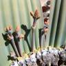 Fotografia 13 da espécie Welwitschia mirabilis do Jardim Botânico UTAD