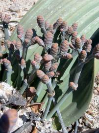 Fotografia da espécie Welwitschia mirabilis