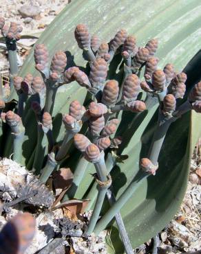 Fotografia 14 da espécie Welwitschia mirabilis no Jardim Botânico UTAD