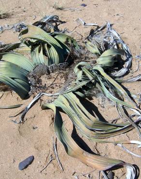 Fotografia 15 da espécie Welwitschia mirabilis no Jardim Botânico UTAD