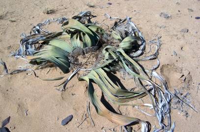 Fotografia da espécie Welwitschia mirabilis