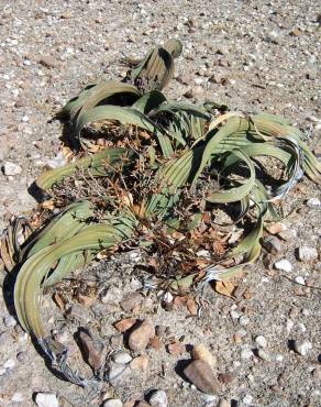 Fotografia 16 da espécie Welwitschia mirabilis no Jardim Botânico UTAD