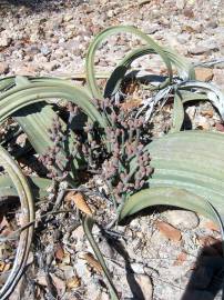 Fotografia da espécie Welwitschia mirabilis