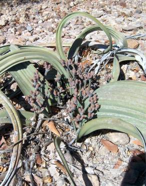 Fotografia 18 da espécie Welwitschia mirabilis no Jardim Botânico UTAD