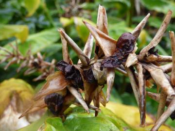 Fotografia da espécie Hedychium gardnerianum