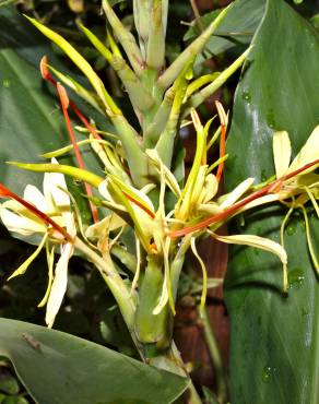 Fotografia 3 da espécie Hedychium gardnerianum no Jardim Botânico UTAD