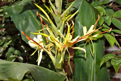 Fotografia da espécie Hedychium gardnerianum