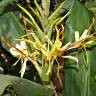 Fotografia 3 da espécie Hedychium gardnerianum do Jardim Botânico UTAD