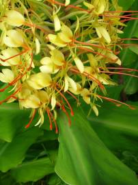 Fotografia da espécie Hedychium gardnerianum