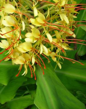 Fotografia 4 da espécie Hedychium gardnerianum no Jardim Botânico UTAD