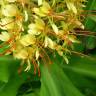 Fotografia 4 da espécie Hedychium gardnerianum do Jardim Botânico UTAD