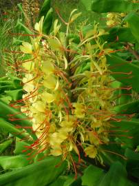 Fotografia da espécie Hedychium gardnerianum