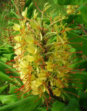 Fotografia 5 da espécie Hedychium gardnerianum no Jardim Botânico UTAD