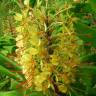 Fotografia 5 da espécie Hedychium gardnerianum do Jardim Botânico UTAD