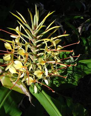 Fotografia 6 da espécie Hedychium gardnerianum no Jardim Botânico UTAD