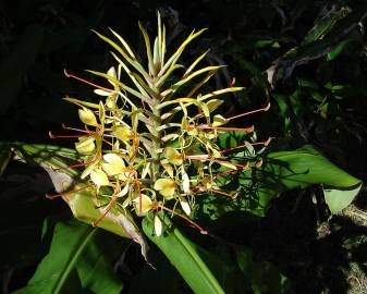 Fotografia da espécie Hedychium gardnerianum