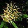 Fotografia 6 da espécie Hedychium gardnerianum do Jardim Botânico UTAD