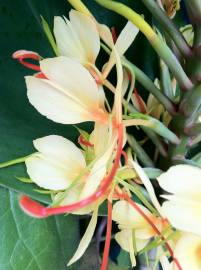 Fotografia da espécie Hedychium gardnerianum