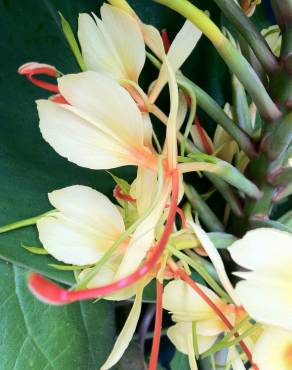 Fotografia 7 da espécie Hedychium gardnerianum no Jardim Botânico UTAD