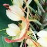 Fotografia 7 da espécie Hedychium gardnerianum do Jardim Botânico UTAD