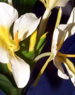 Fotografia 8 da espécie Hedychium gardnerianum no Jardim Botânico UTAD