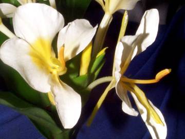 Fotografia da espécie Hedychium gardnerianum