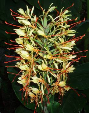 Fotografia 9 da espécie Hedychium gardnerianum no Jardim Botânico UTAD